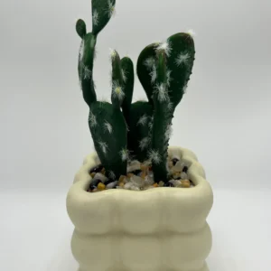 sell cactus plants