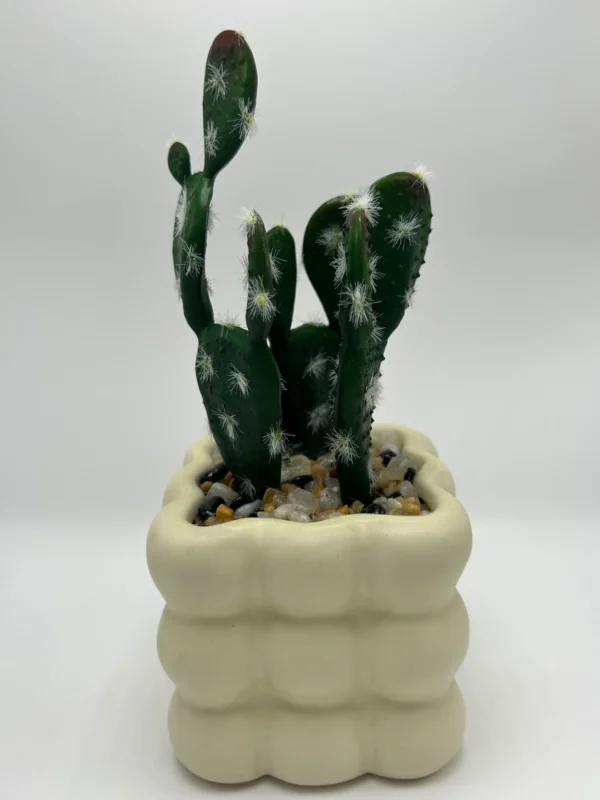 sell cactus plants