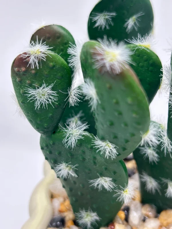 small fake cactus plants