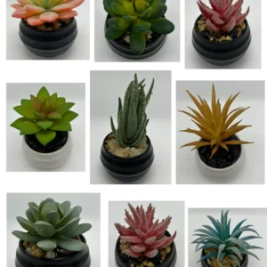 9 pack succulent