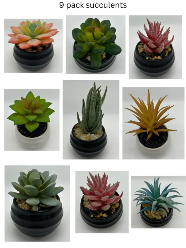 9 pack succulent