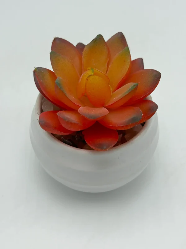 9 piece succulent with pot