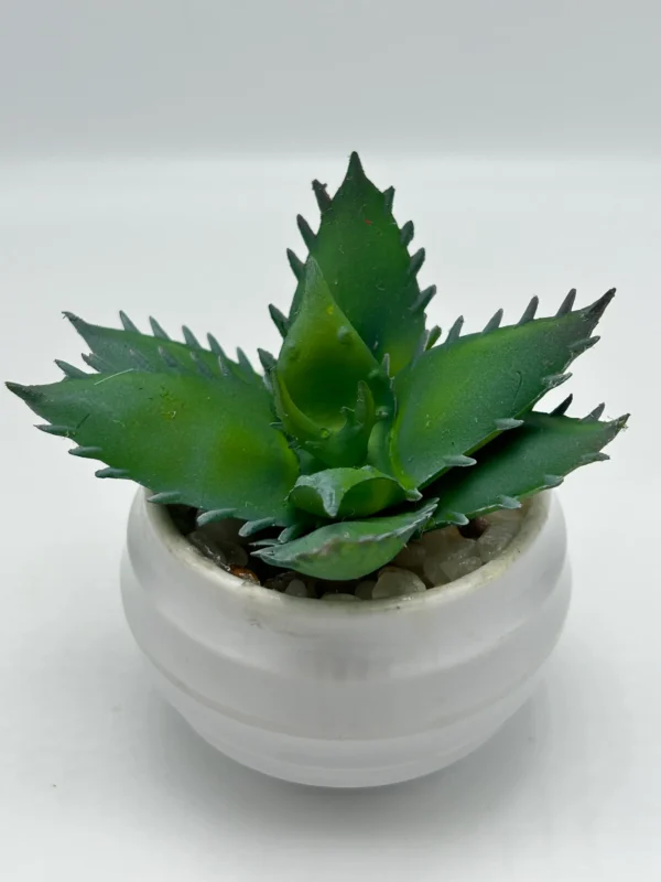 9 set potted succulent kit