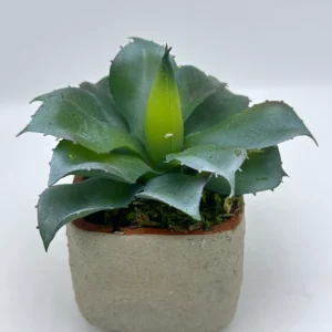 Artificial Prickly Pear Cactus