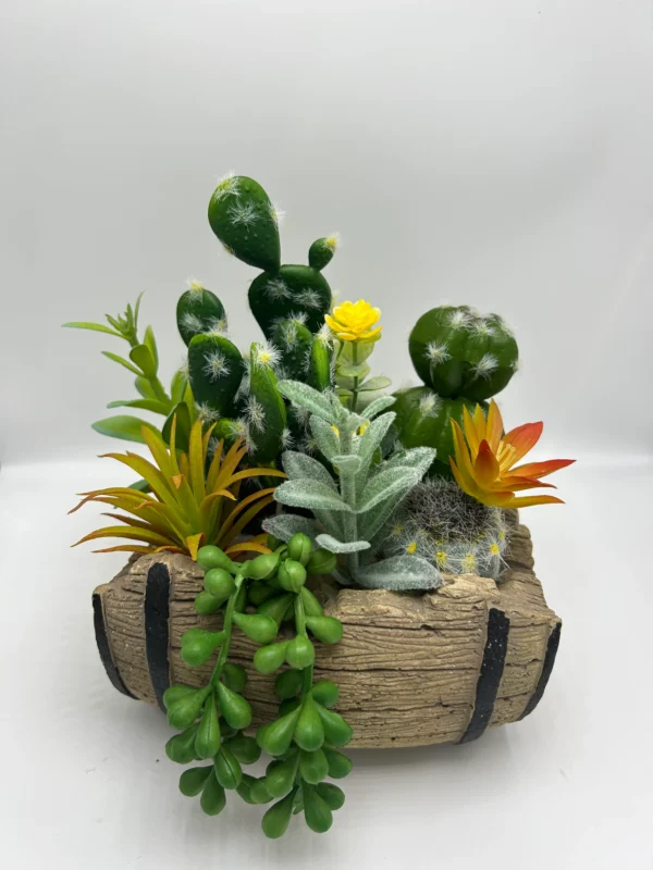 cacti and succulent arrangements