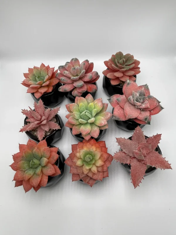 colorful succulent pack