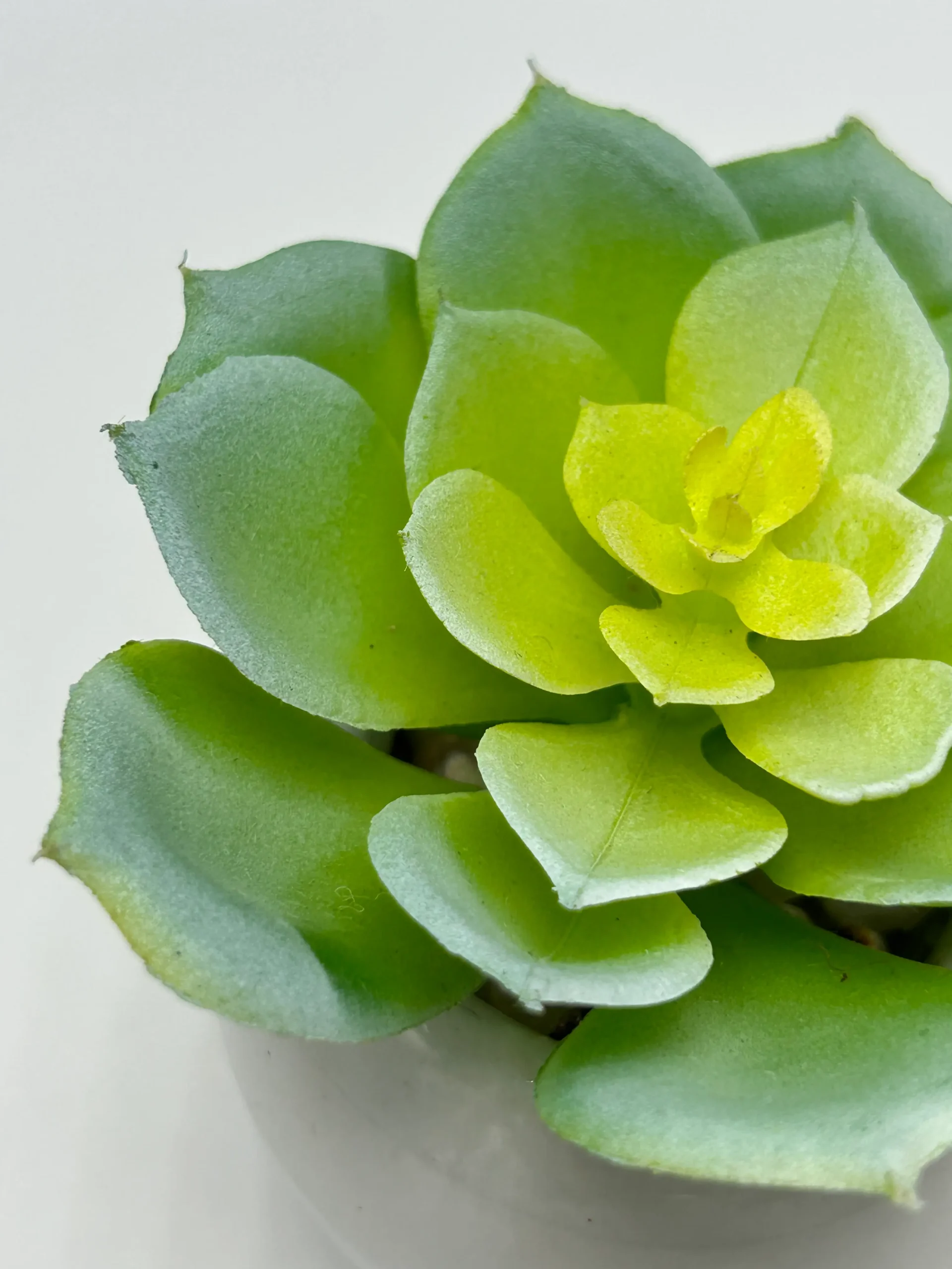 faux succulent wreaths (2)