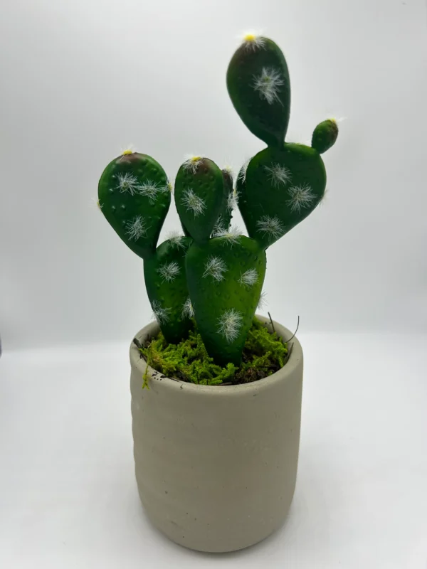 potted succulents