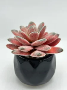 red succulent