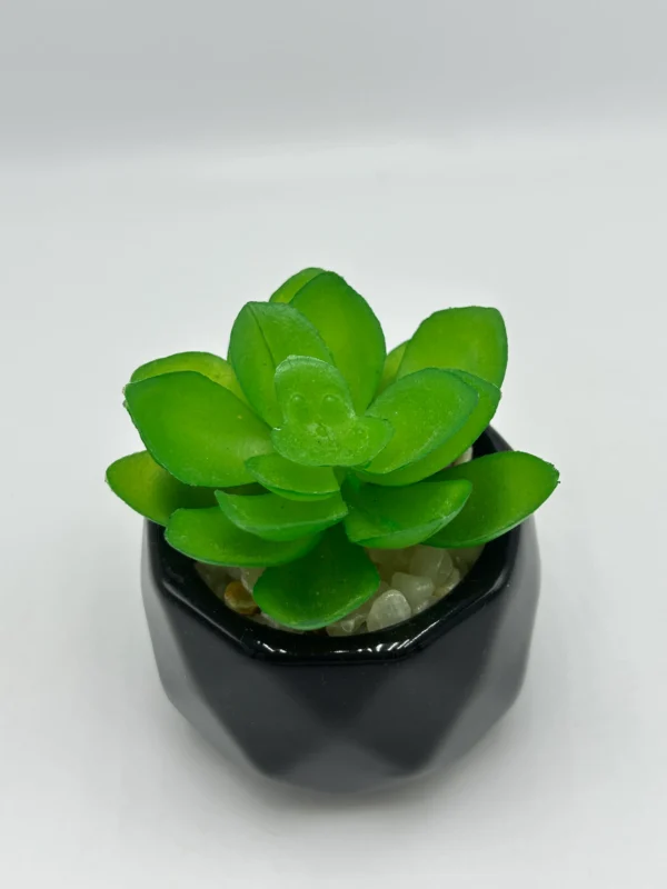 spring succulent