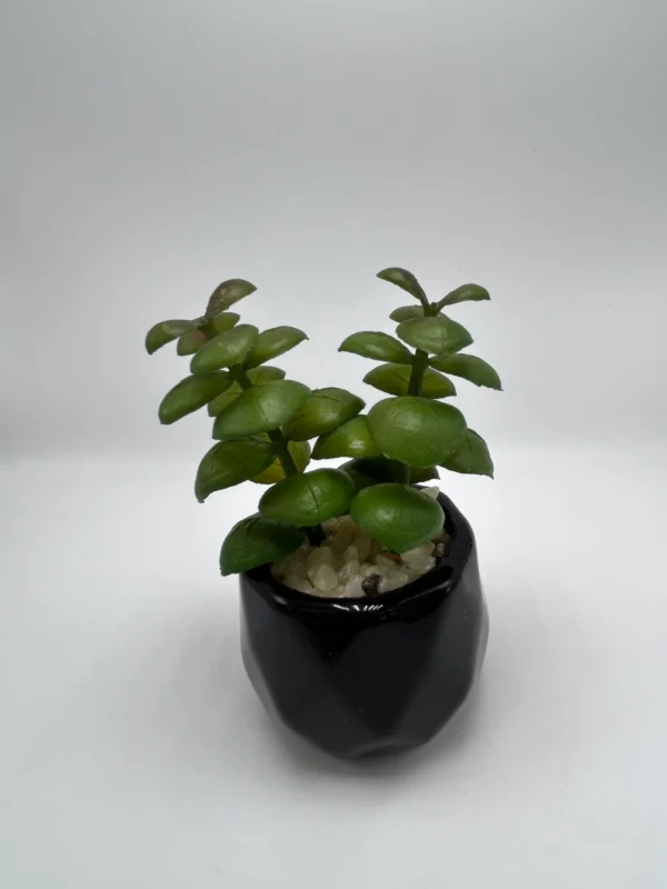 succulent in pot