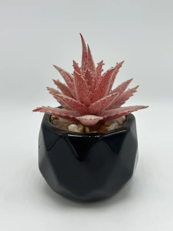 succulent steam