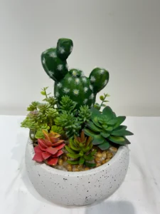 bulk mini succulent plants