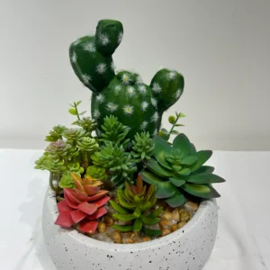 bulk mini succulent plants
