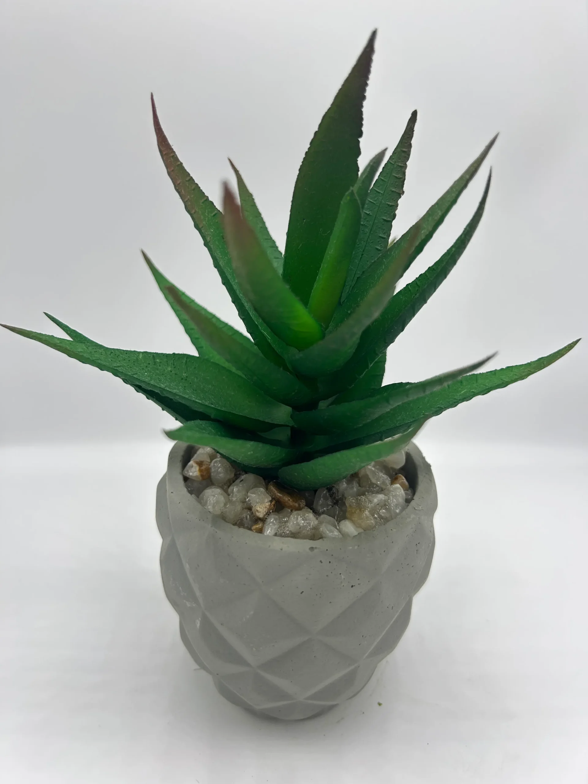 clearance succulents