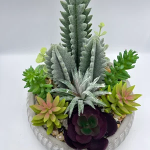 succulent plants dubai