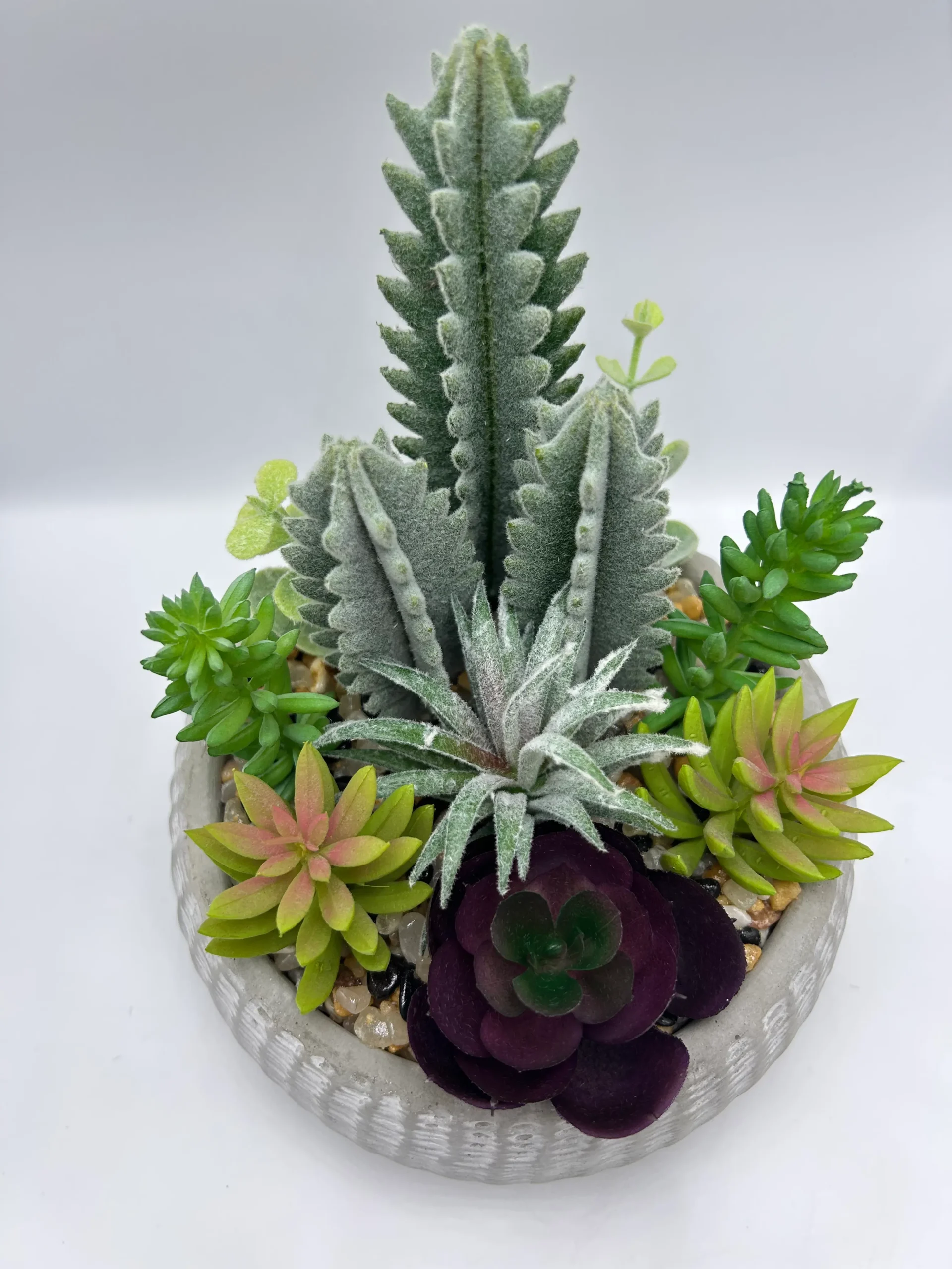 succulent plants dubai