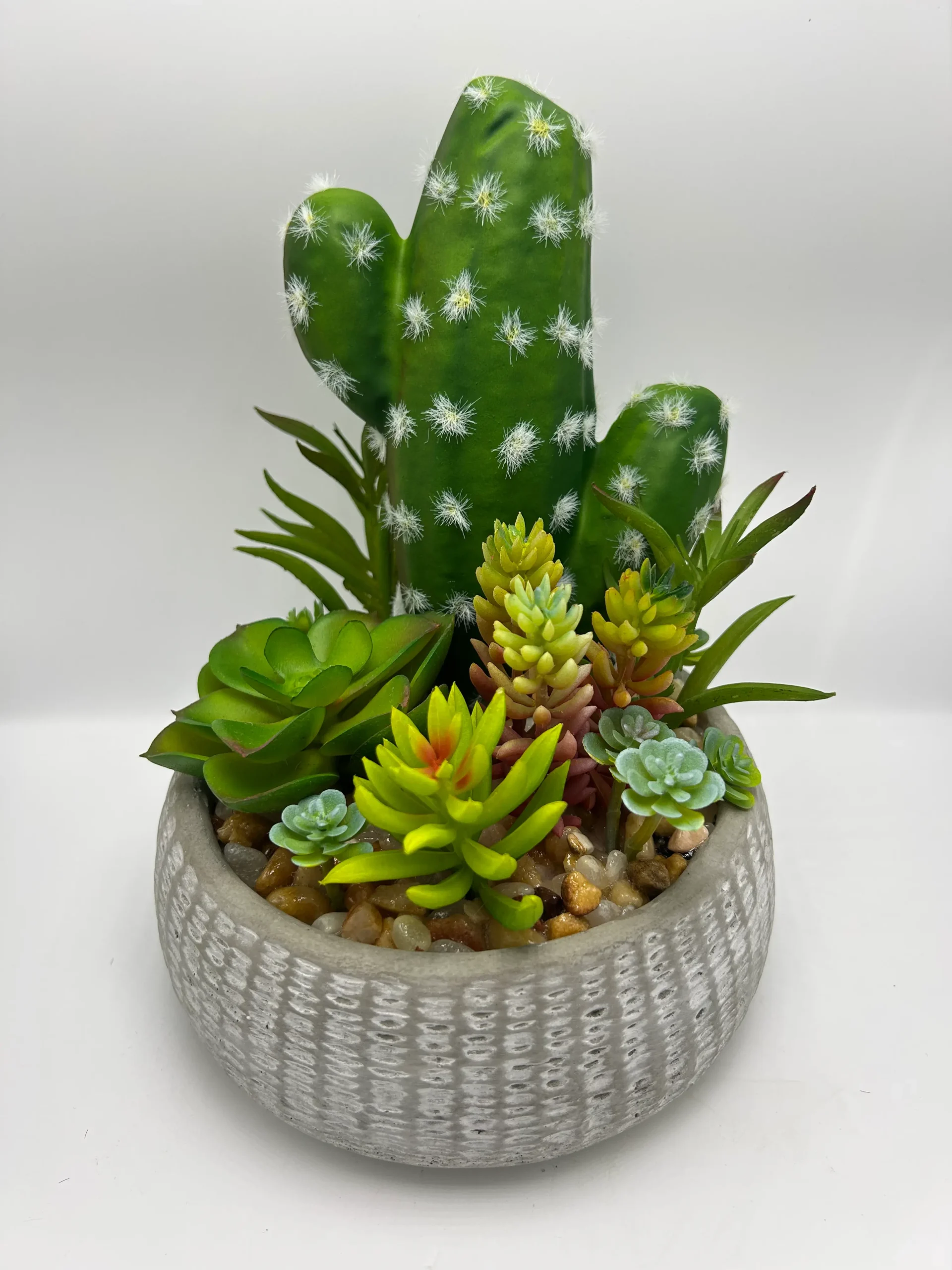 succulent plants mix