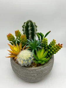 succulent plants ok for cats