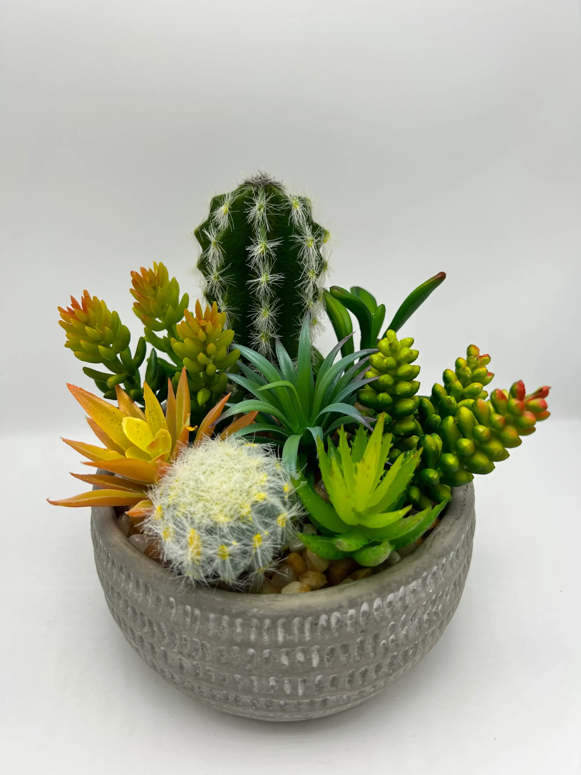 succulent plants ok for cats