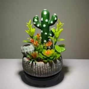 DR0011 (3)Succulent and Cactus Arrangements