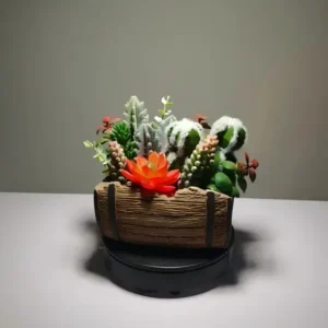 DR0014 (2)Barrel Cactus Succulent