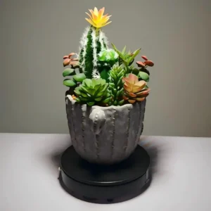 DR0019 (3)Succulent and Cactus Collection