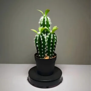 DR0035 (5)fake plant black pot