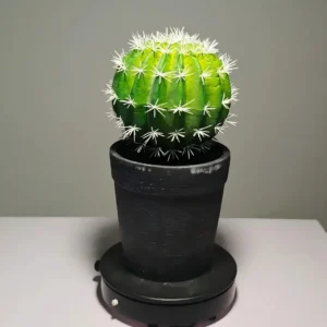 DR0043 (2)faux barrel cactus