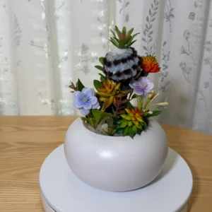 DR0150 (1) profile -Simple Potted Succulent