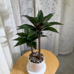 DR0151 (1) profile - Real Touch Artificial Succulent