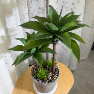 DR0152 (1) profile - Indoor Fake Succulent