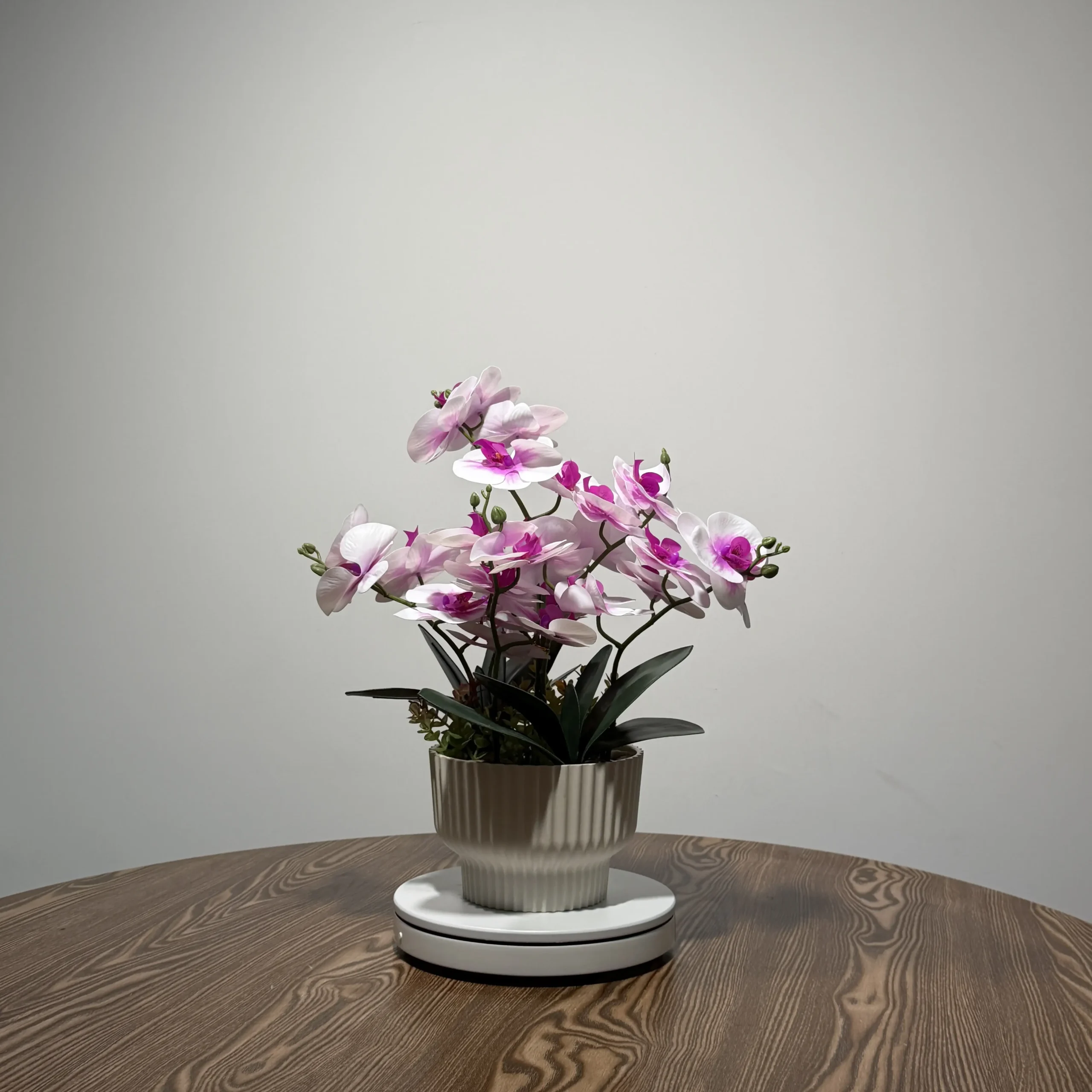 HD0033 (1) - Luxury Two-Tone White & Magenta Phalaenopsis Orchid Arrangement