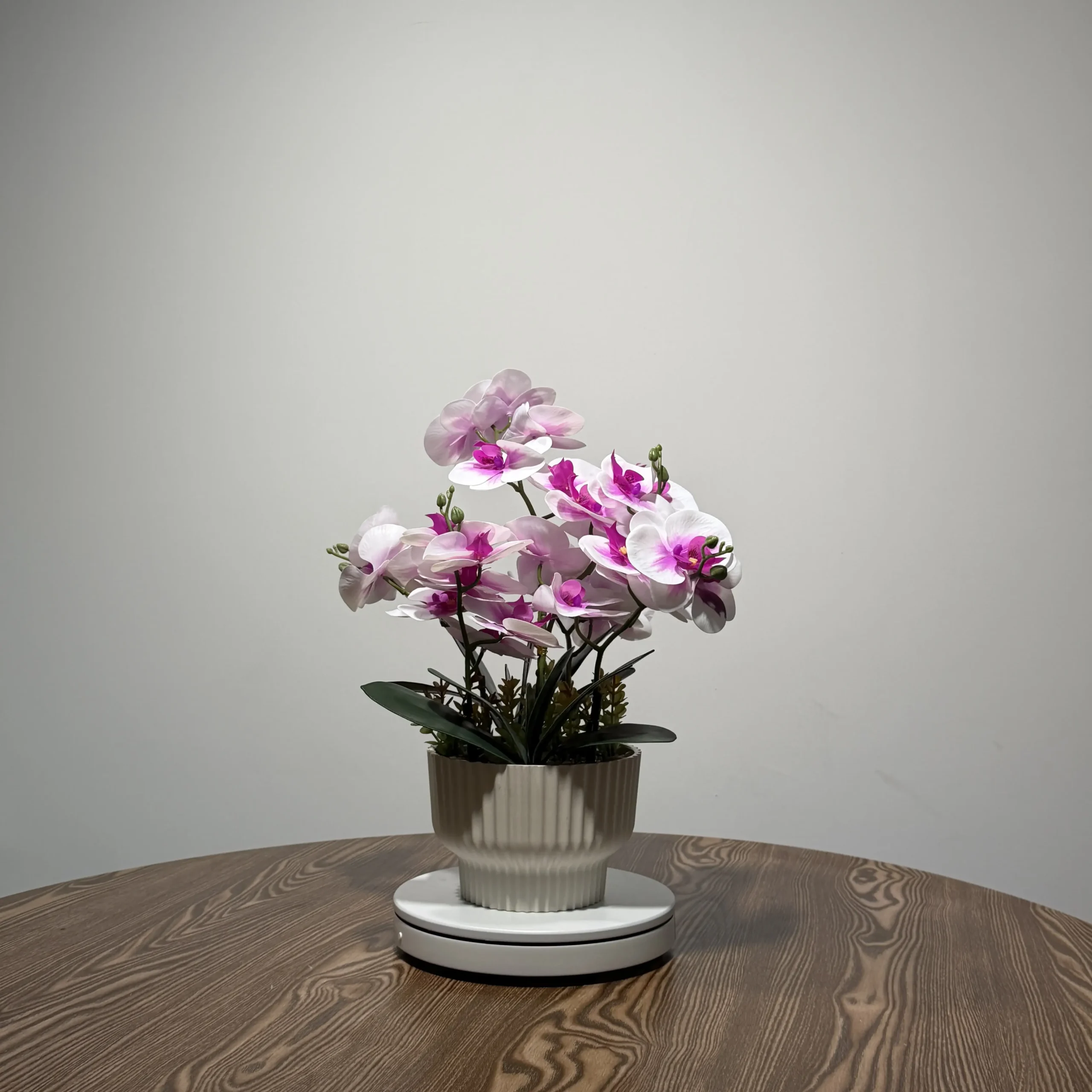 HD0033 (2) - Luxury Two-Tone White & Magenta Phalaenopsis Orchid Arrangement