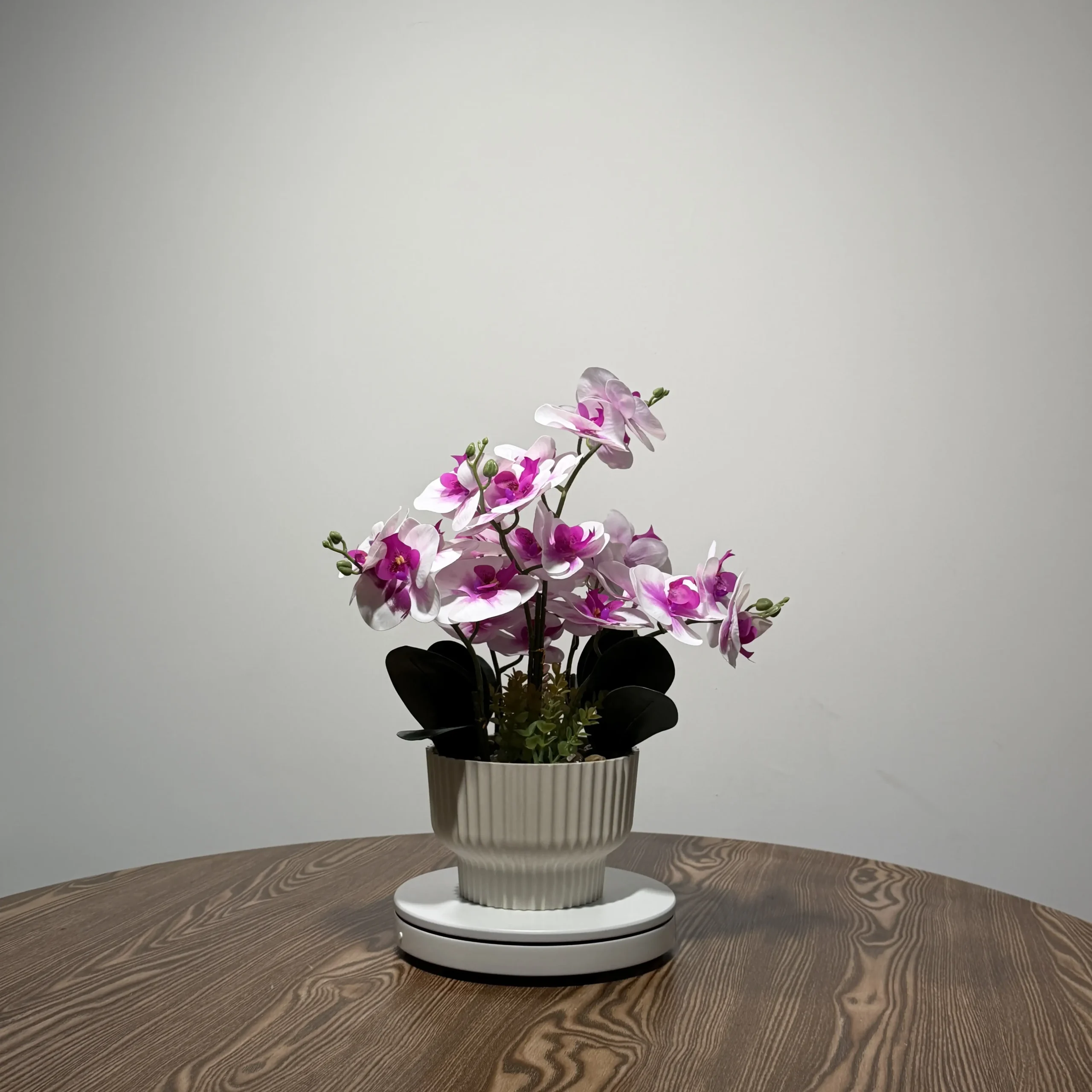 HD0033 (3) - Luxury Two-Tone White & Magenta Phalaenopsis Orchid Arrangement