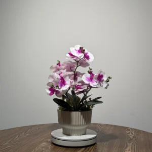 HD0033 (4) profile - Luxury Two-Tone White & Magenta Phalaenopsis Orchid Arrangement